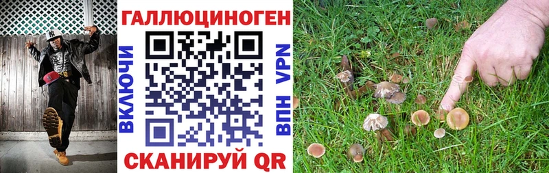Псилоцибиновые грибы Cubensis  Шлиссельбург 